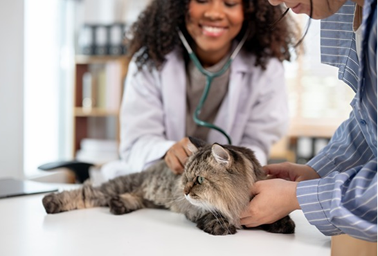 Taking my cat to the vet: How does it work?