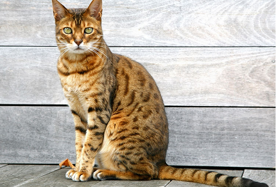 Bengal Cat: Breed Information, Facts & History