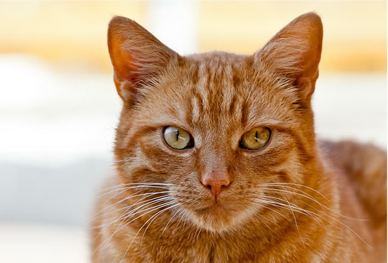 6 Terrific Tabby Facts About Terrific Tabby Cats