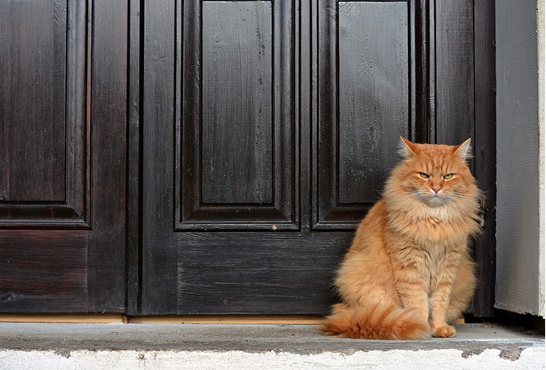 The Gatekeepers: Understanding Why Cats Guard Doors and How to Manage Their Behavior