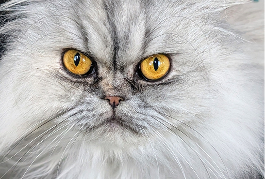 Persian Cat Breed: Hair, Profile, Facts and Traits