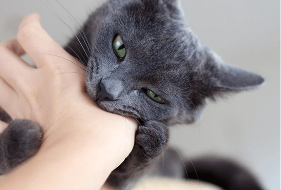 Understanding Cat Behavior: An Insight into Your Feline Friend's World