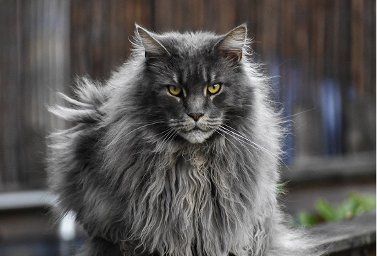 Maine Coon: 5 Things to Know About One of the World's Largest Cats