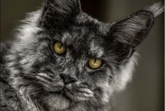 Purr-fect Black Cat Names: Unique and Inspiring Ideas for Your Feline Friend