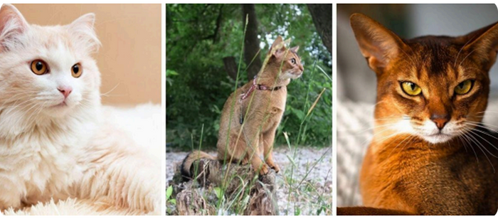 12 of the most beautiful cat breeds in the world