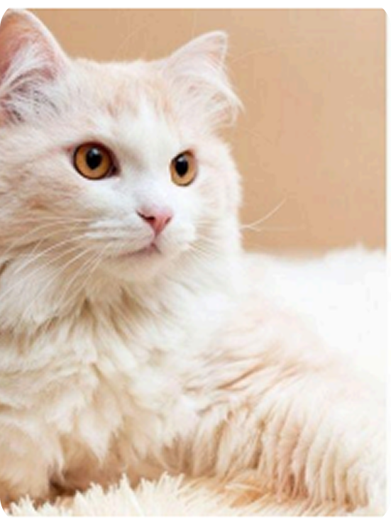 12 of the most beautiful cat breeds in the world