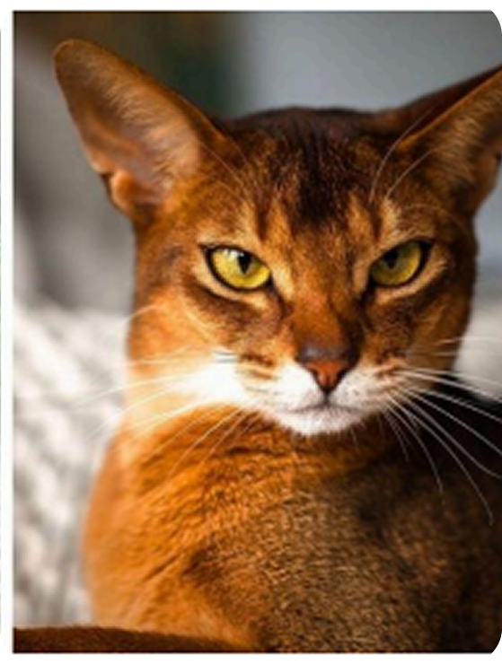 12 of the most beautiful cat breeds in the world