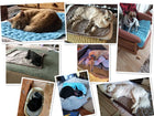 The Ultimate Cooling Pet Mat Breathable Washable Summer Pad Dog Cat Self Cool Blanket for Kennel Crate and Bed Sleeping Ice Silk