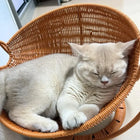 Faux Woven Cat Bed Semi Enclosed Cat Cave Bed Waterproof Indoor Cat House Basket Style Pet Bed for Cats